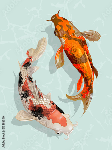Two Japanese Koi fish swimming