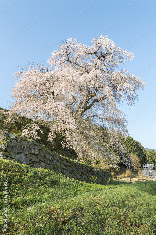 Matabei sakura , beloved giant draping cherry tree planted in Hongo area in Uda city, Nara Prefecture. Matabei sakura , beloved giant draping cherry tree planted in Hongo area in Uda city, Nara Prefecture.