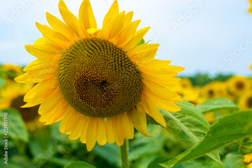 A bee polinates on a sunflower