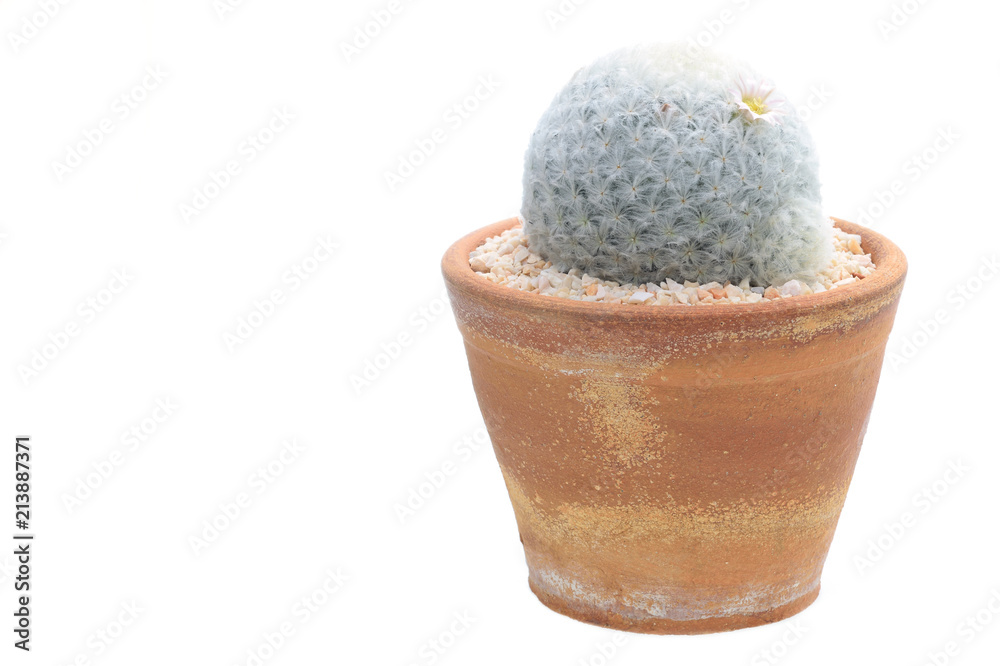 Cactus in a pot isolated on white background.