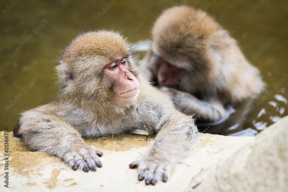 Naklejka premium Jigokudani Monkey Park , monkeys bathing in a natural hot spring at Nagano , Japan