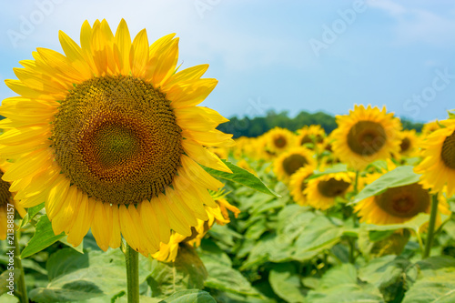 A sunflower is the primary focus in a field of flowers