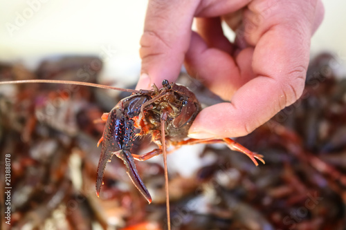 Man's hand holding a live crawdad with eyes bugging out against a blurred background of many more - shallow focus