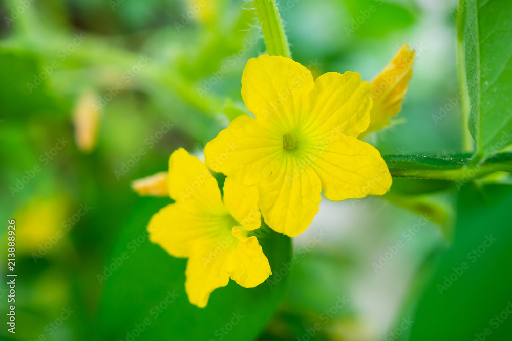 Melon flower yellow color with green leaves in organic plant garden Melon flower yellow color with green leaves in organic plant garden