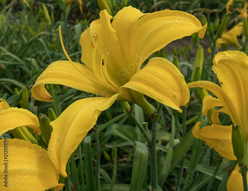 Yellow Daylily Closeup