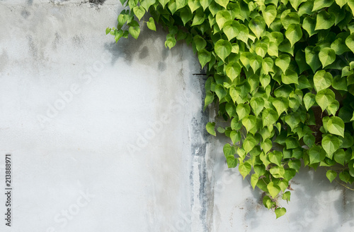 background with tree branches, Green leaf and background concept,beautiful green ivy leaf on white cement wall background