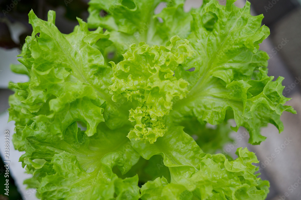 Green leaves natural background wallpaper, leaf texture, Green leaves natural background wallpaper, leaf texture,