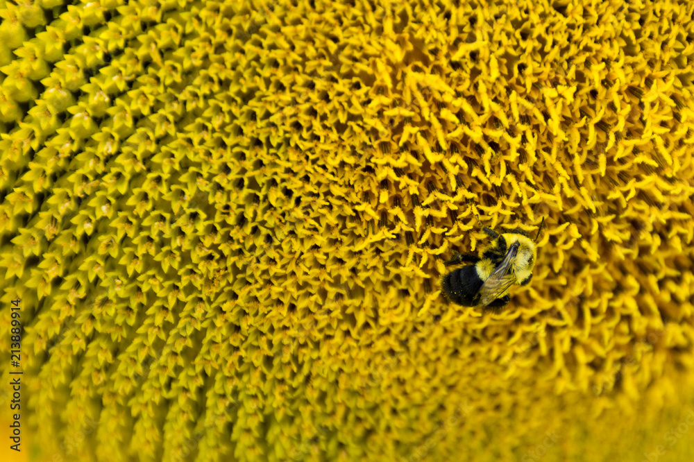 A close up shot of a bee polinating a sunflower