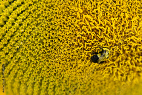 A close up shot of a bee polinating a sunflower