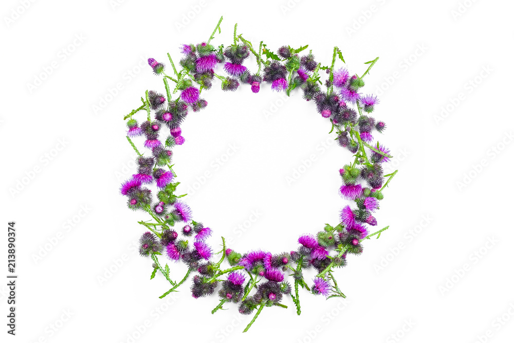 Round frame made of green branches of Thistle with thorns and blossoming tender crimson flowers on white background. Flat lay, top view, copy space