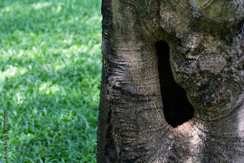 close up hole in gnarl of the tree.