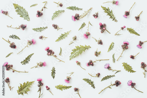 Fotografija Floral pattern made of thistle with pink and purple  flowers, green leaves, branches and thorns on white background