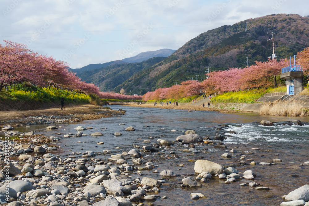 Obraz premium 静岡県 河津桜まつり Kawazusakura matsuri