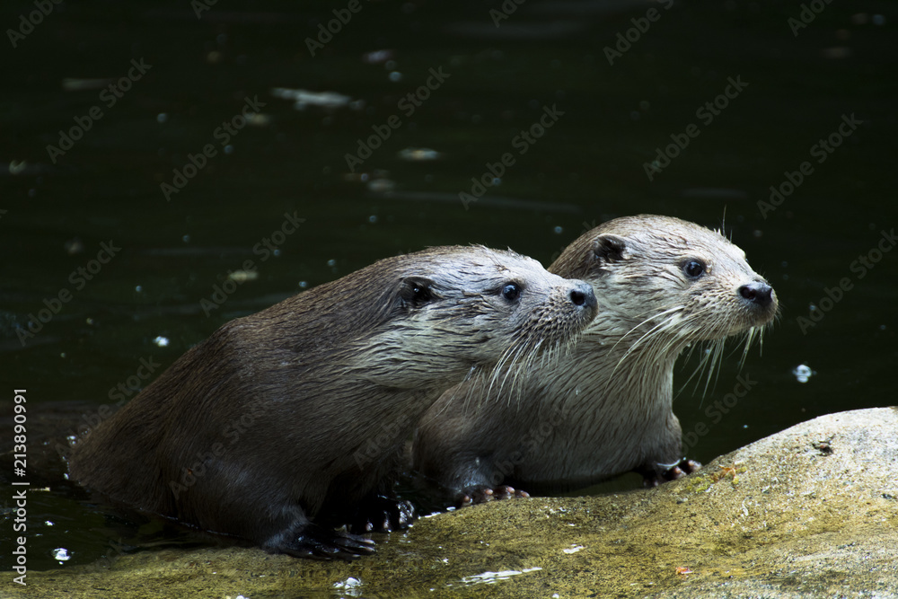 Obraz premium otters