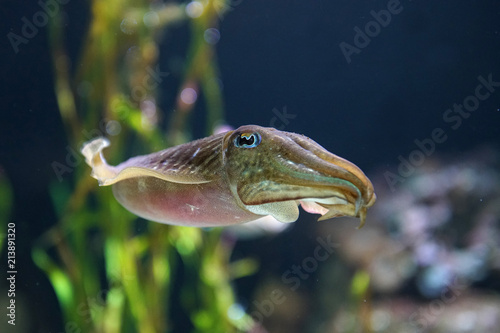 Photography squid swimming underwater in the ocean