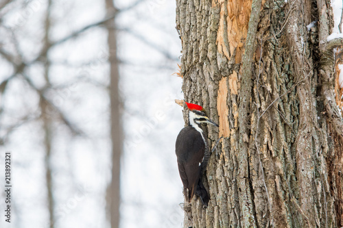 A lone wood pecker