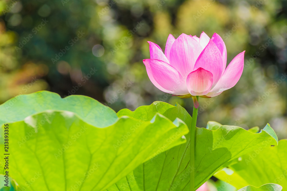 Lotus Flower.Background is the lotus leaf and trees.Shooting location is Yokohama, Kanagawa Prefecture Japan. Lotus Flower.Background is the lotus leaf and trees.Shooting location is Yokohama, Kanagawa Prefecture Japan.