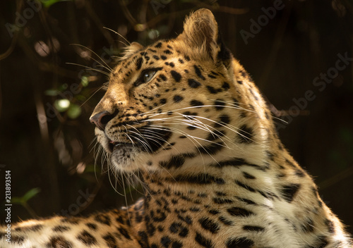 leopard gets a side profile