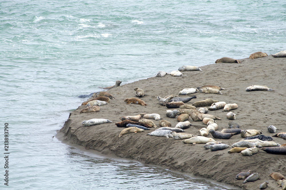 Obraz premium Harbor Seals hauled out on a sandy beach in Northern CA on an over cast day. When not actively feeding, they haul to rest and are gregarious when hauled out and during the breeding season.