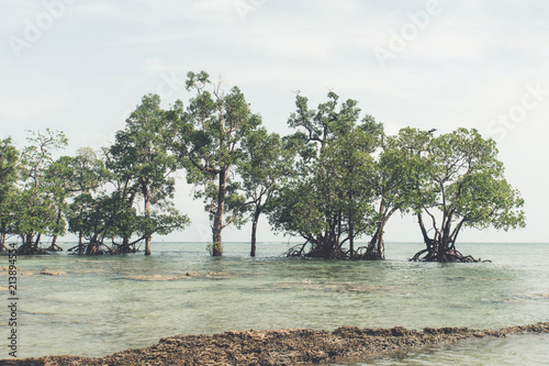 Mangrove tree at Vijaynagar beach at Havelock island, photo