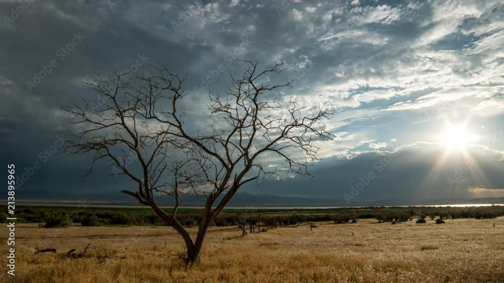 Time lapse viewing single tree in open grassy field as the sun is covered up by dark clouds. Time lapse viewing single tree in open grassy field as the sun is covered up by dark clouds.