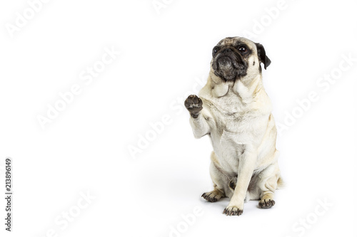 Begging Pug On White Background