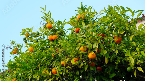 Fresh juicy oranges growing on a lush tree in the summer