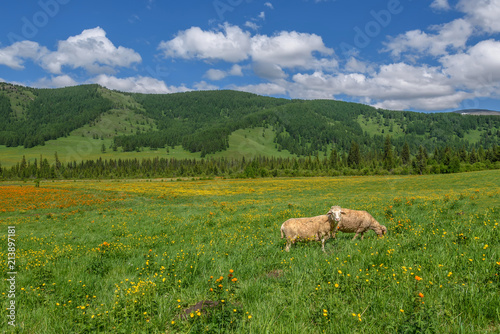 sheep meadow flowers mountains graze