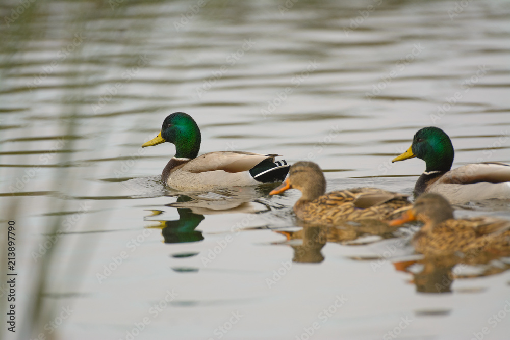 Fototapeta premium Mallard Ducks swimming