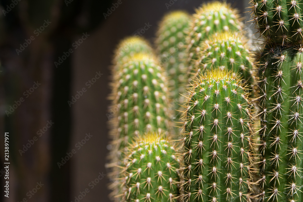 group of tall Cacti group of tall Cacti