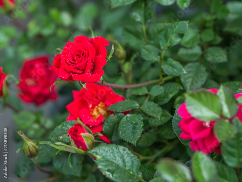 Leuchtende rote Rosen mit ein paar Wassertropfen strahlen im Sonnenlicht