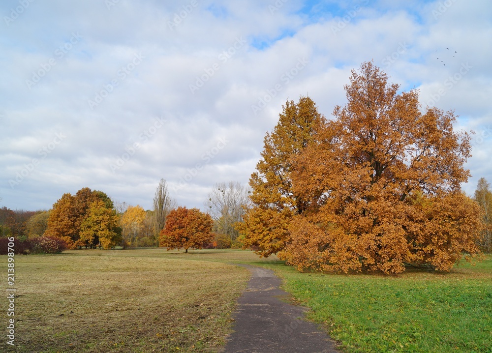 Beautiful autumn landscape - autumn great tree - golden autumn in park
