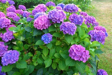 Leinwandbilder Hortensie Hortensienstrauch im blühenden Garten  © skorpionik00