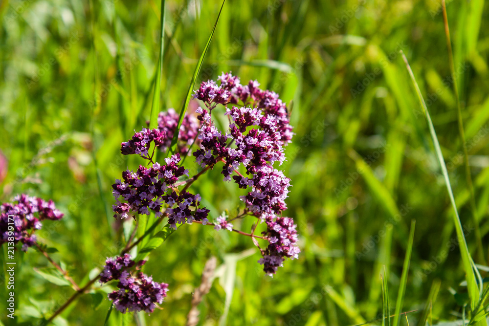 Origanum vulgare medicine herb in field. Purple flowers of origanum vulgare or common oregano. Origanum vulgare medicine herb in field. Purple flowers of origanum vulgare or common oregano.