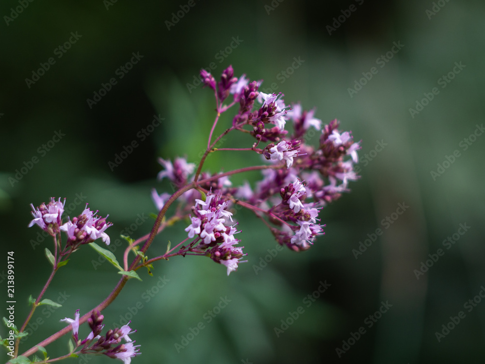 Fototapeta premium Origanum vulgare medicine herb in field. Purple flowers of origanum vulgare or common oregano.