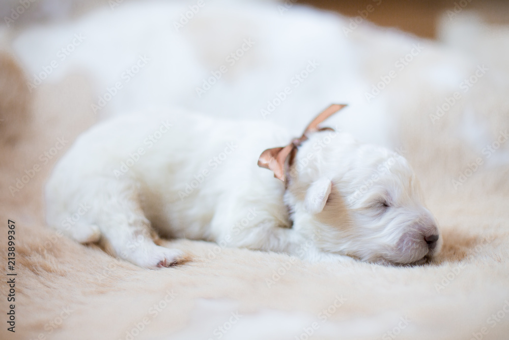 Portrait of one week old puppy breed maremmano abruzzese dog sleeping on the cow's fur. Portrait of one week old puppy breed maremmano abruzzese dog sleeping on the cow's fur.