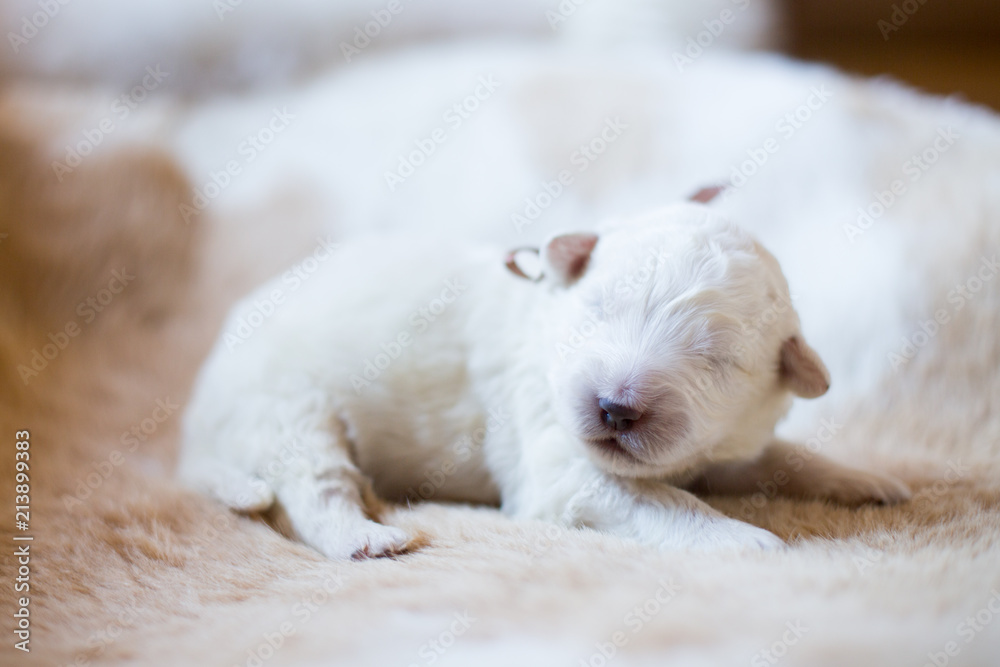 Portrait of one week old puppy breed maremmano abruzzese dog sleeping on the cow's fur.