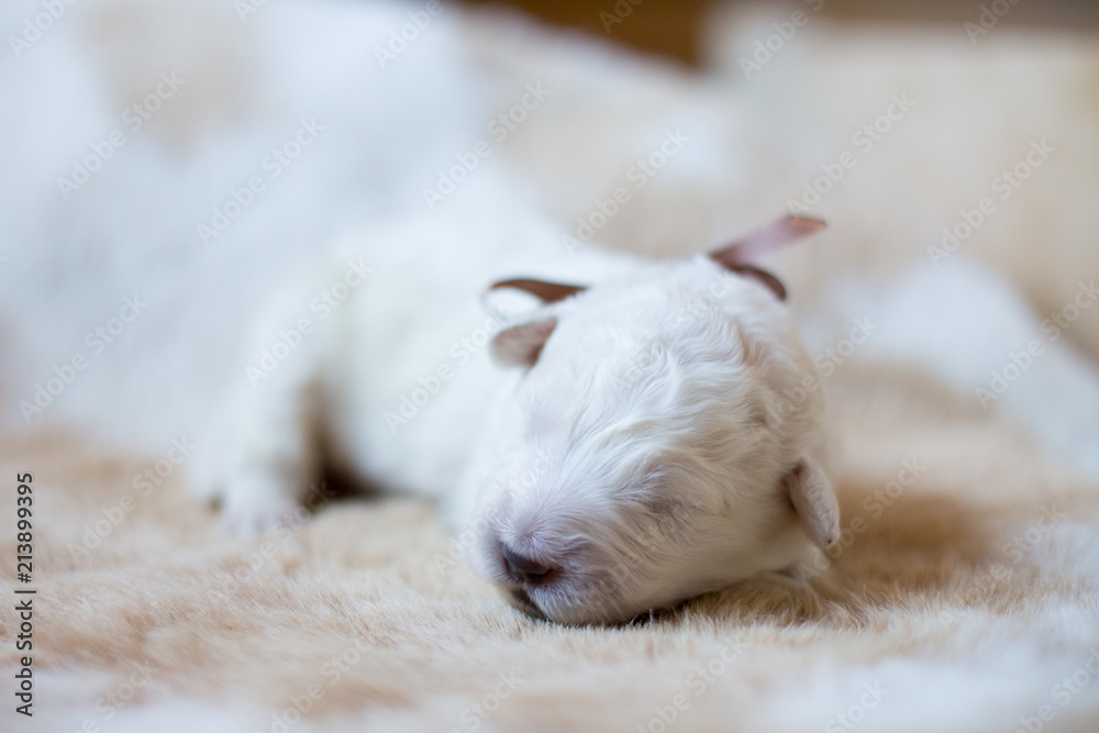 Portrait of one week old puppy breed maremmano abruzzese dog sleeping on the cow's fur. Portrait of one week old puppy breed maremmano abruzzese dog sleeping on the cow's fur.