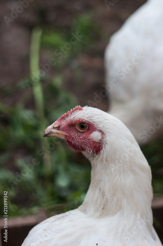 Сhicken broiler on the farm