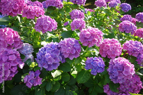 Hydrangea macrophylla - Hortensia flower - Beautiful bush of hydrangea flowers in a garden
