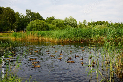 Beautiful pond - green areas of the city - a beautiful summer day - wild ducks on a pond
