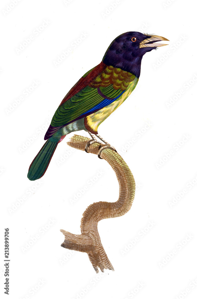 Fototapeta premium Illustration of bird