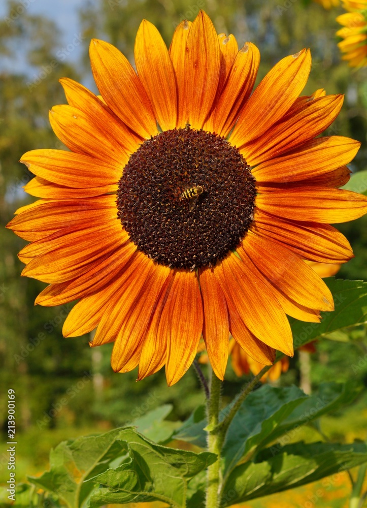 Obraz premium Beautiful ornamental sunflower - Helianthus - time sunflowers 
