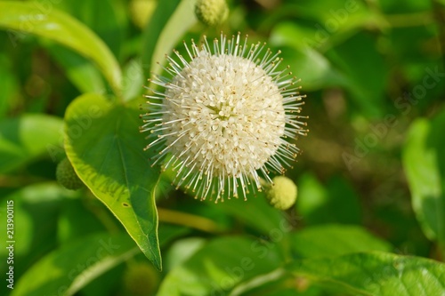 Cephalanthus occidentalis  and insect  