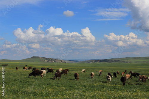 cattle herd in Georgia