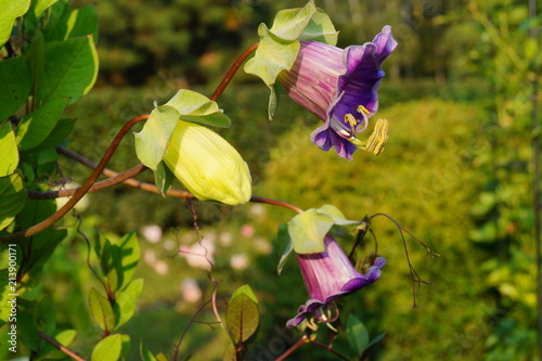Cobaea scandens in a Garden, (monastery bells, cathedral bells, cup-and-saucer wine).
 photo