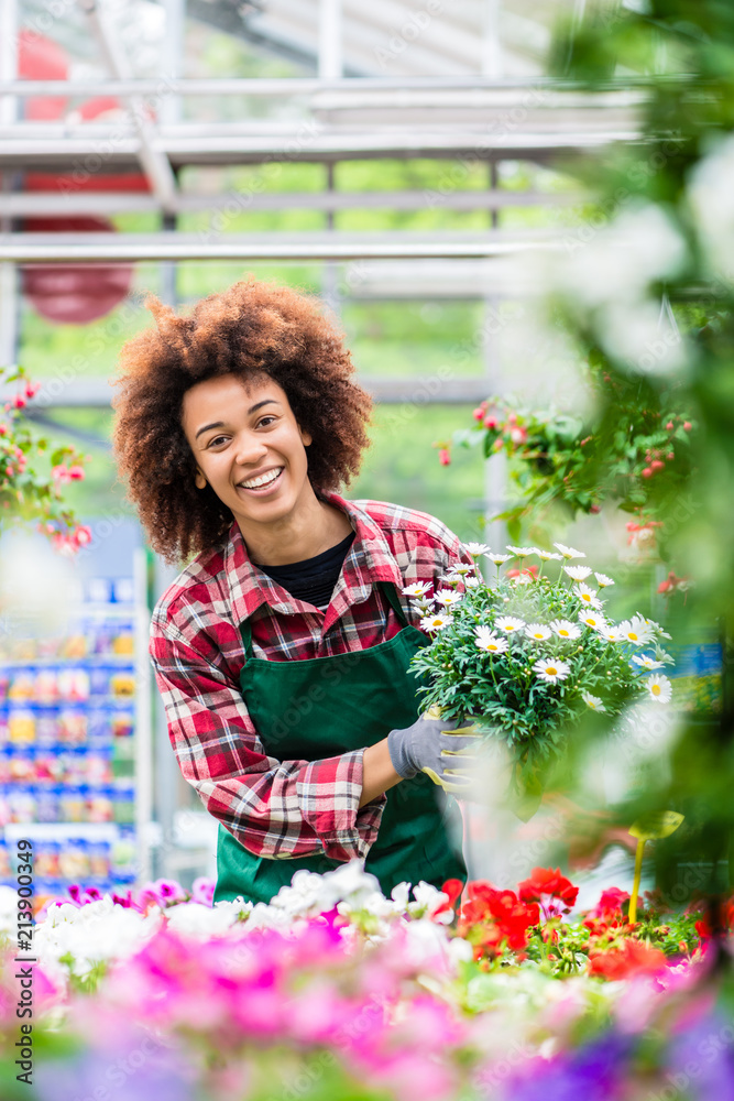 Portrait of a dedicated female florist smiling with professional satisfaction while holding a beautiful potted daisy flower plant for sale in a modern shop Portrait of a dedicated female florist smiling with professional satisfaction while holding a beautiful potted daisy flower plant for sale in a modern shop
