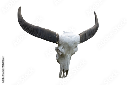 Skull, buffalo head isolated on white background.