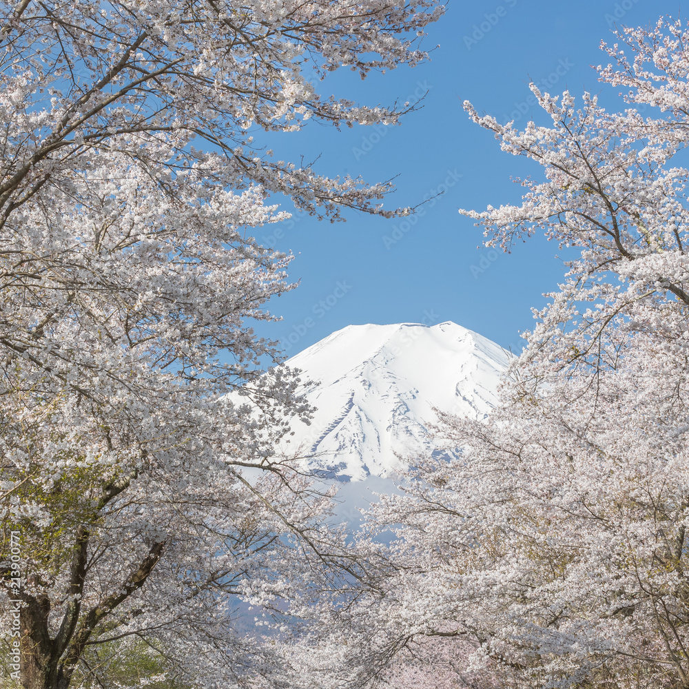 Sakura tree and Mountain Fuji at Oshino Hakkai in spring season Sakura tree and Mountain Fuji at Oshino Hakkai in spring season