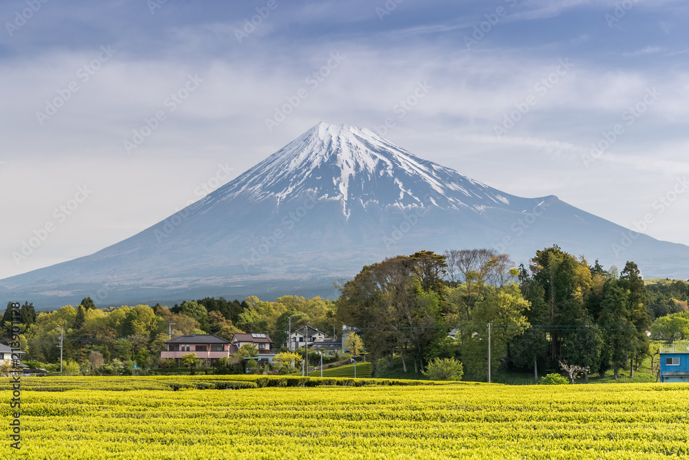 Fototapeta premium Tea farm and Mount Fuji in spring at Shizuoka prefecture